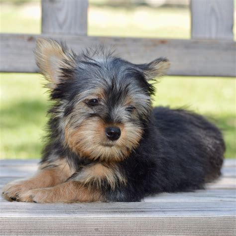 maltese silky terrier puppies for sale
